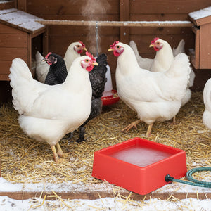 Farm Innovators D-19 1.25 Gallon 60W Electric Heated Chicken Pet Water Bowl, Red - TRAPSKI