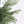 Realistic Artificial Cypress Tree, UV Resistant Indoor / Outdoor Topiary Plant For Decoration - Green Leaves