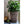The HC Companies Avino 13 Inch Square Resin Flower Planter Pot, Celtic Bronze - TRAPSKI