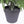 5FT Artificial Real Touch Norfolk Pine Tree - Potted Plants