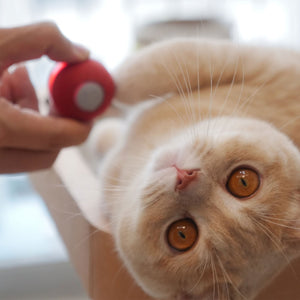 Cheerble Automatic Self Propelling 3 Speed Interactive Pet Cat Toy Ball, Green