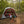 Coleman Skylodge Outdoor WeatherTec System Instant 10 Person Family Camping Tent