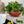 The HC Companies GAB18000E21C006LRTOX 18 Inch Garden Bowl Planter, Chocolate