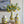 8.7x8.7x15' White Ceramic Lidded Jar with Playful Lemon Design