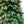 Holiday Stuff Company 7' True Beauty Nature Pine Unlit Artificial Christmas Tree
