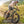 Boxer Ebike