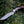 Velar Japanese Hunting Knife with VG-10 Damacus Blade and Exotic Red Sandal Wood Handle