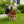 Majestic Eagle Garden Planter Pot on Tree Stump Base