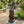 Greyhound Dog Statue