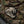 M-Tac Morale Patch Old Tiger PVC - TRAPSKI
