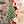 8FT Christmas Tree with 550 Warm Lights