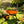Steel Tray Wheelbarrow Two-Wheeled Trolley for Garden Use