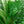 Artificial Palm Tree 6ft - Large Fake Tropical Tree (2 Pack)