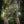 M-Tac Military Shorts Sturm Gen.II NYCO Extreme