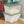 Sterilite 56 Qt Plastic Stackable Storage Container Tote, Crisp Green (24 Pack)