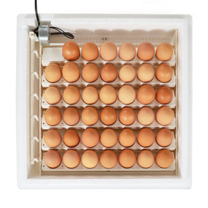 Farm Innovators 3200 Automatic 41 Spot Egg Turner for Improved Hatching, White
