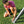 Intex 4 Activity Feature Colored Playground Swing with Trapeze Bar - TRAPSKI