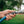 Camco TastePURE 25 Foot No Kink Heavy Duty PVC Premium Drinking Water Hose, Blue