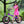 RoyalBaby Cubetube Honey 16 Inch Kids Bike w/Training Wheels & Kickstand, Purple