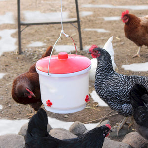 Farm Innovators Heated 2 Gallon Poultry Water Bucket Drinker, White/Red (3 Pack) - TRAPSKI