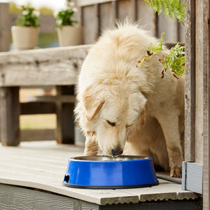 Farm Innovators 3 Quart Heated Pet Bowl with Stainless Steel Insert (3 Pack) - TRAPSKI