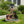 Rottweiler Dog Family Planter Statue