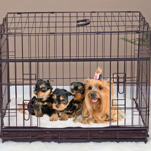 Lucky Dog Dwell Series 48 Inch XL Kennel Secure Fenced Pet Dog Crate, Black - TRAPSKI