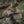 M-Tac Pouch M249 Ammo Box Fast