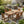 7 Pieces Acacia Wood Outdoor Dining Set