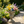 MGO Garden Planter in Rust