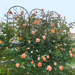 2 Pack Metal Garden Trellis