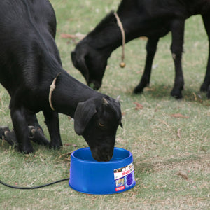 Farm Innovators 60 Watt Premium Plastic Heated Pet Dog and Cat Water Bowl, Blue - TRAPSKI