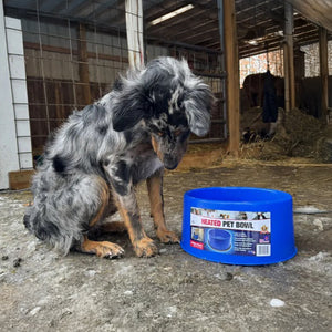 Farm Innovators 60 Watt Premium Plastic Heated Pet Dog and Cat Water Bowl, Blue - TRAPSKI