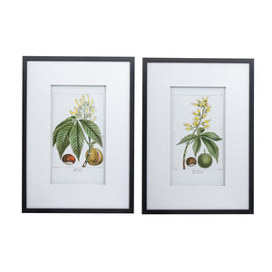 19.7x27.6 Botanical Wall Arts, Set of 2