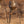 Boss Buck 200 Pound Gravity Fed Tripod Game Deer Corn and Protein Pellet Feeder