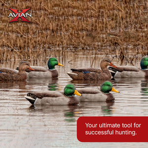Avian X AXP Full Body Mallards Decoy, Ultra Realistic and Wind Activated, 6 Pack