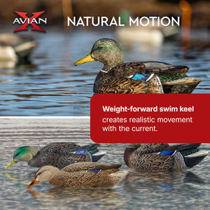 Avian X Topflight Early Season Mallard Duck Realistic Decoys, Multicolor, 6 Pack