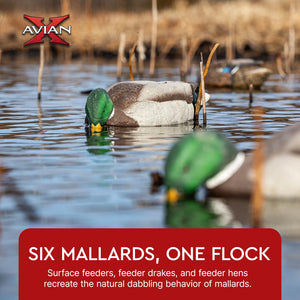 Avian X Topflight Backwater Mallards Decoys, Ultra Realistic Floating, 6 Pack