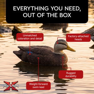 Avian X Topflight Black Ducks Decoys with Flocked Bodies, Realistic Paint Scheme