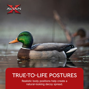 Avian X Topflight Realistic Floating Rugged Fusion Mallard Decoy Set, 6 Pack