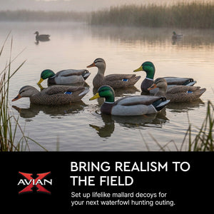 Avian X Topflight Realistic Floating Rugged Fusion Mallard Decoy Set, 6 Pack