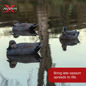 Avian X Topflight Gadwall Decoys Realistic Gray Ducks, Set of 6, Multicolor