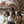Avian X AXP Honkers Full Body Realistic Paint Canada Goose Decoys Fusion Pack
