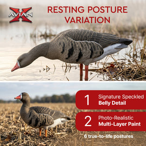 Avian X AXP Specklebelly Decoy Fusion Pack with Lasting Finish and Bag, 6 Pack