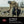Avian X AXP Specklebelly Decoy Fusion Pack with Lasting Finish and Bag, 6 Pack