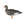 Avian X AXP Specklebelly Decoy Fusion Pack with Lasting Finish and Bag, 6 Pack