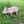 Cheerful Beige Pig Garden Statue