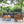 Wood Structure Outdoor Sofa Set with Gray Cushions