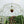 Metal Garden Arch