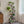 63 in Tall Indoor Plant Stand with Grow Lights